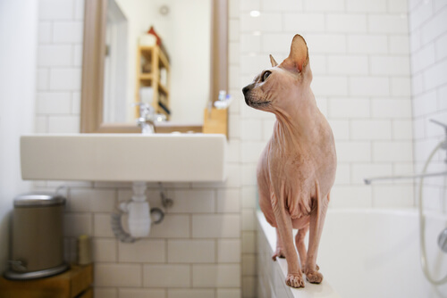 Higiene de un gato sin pelo