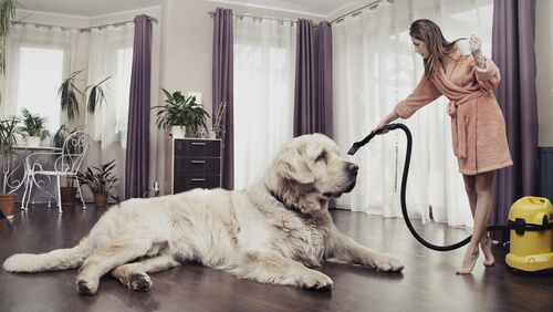 Cómo mantener limpia la casa teniendo mascotas