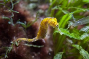 El hipocampo: un 'caballito' en el mar