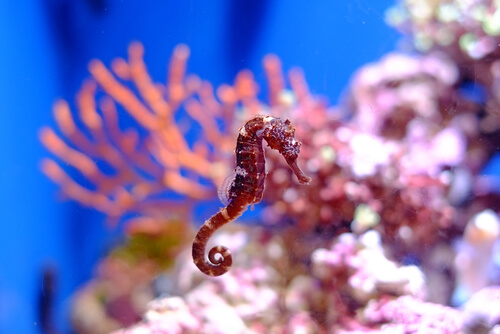 Hipocampo o caballito de mar: hábitat y alimentación