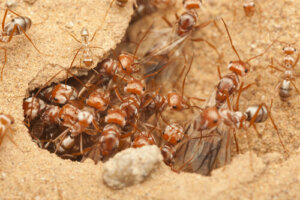 Animales con camadas más numerosas