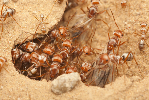 Des fourmis.