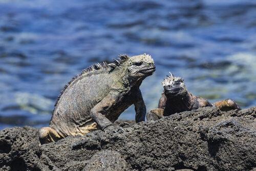 Iguana marina: características