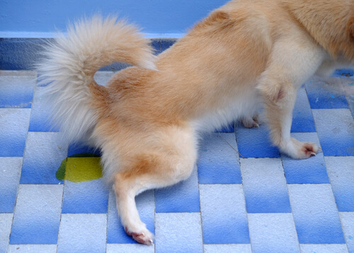 Incontinencia urinaria en perros: causas