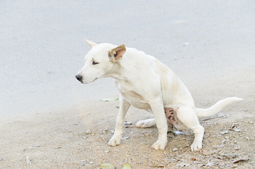 Incontinencia urinaria en perros: síntomas