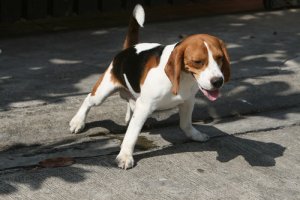 Los métodos definitivos para que tu perro haga pipí en la calle