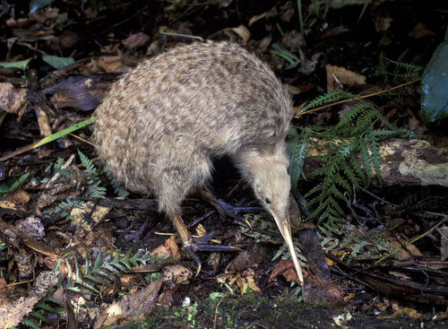 Kiwi: animal de Nueva Zelanda