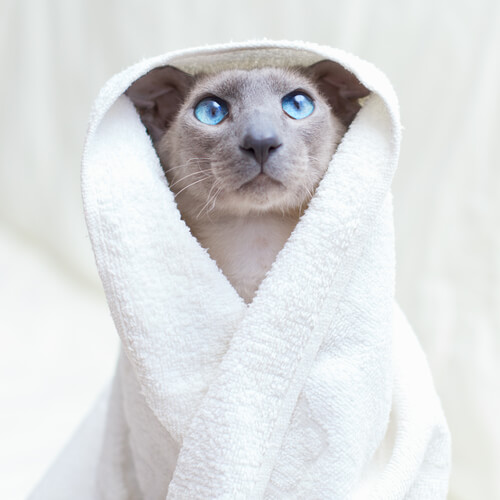 Lavar gato sin pelo