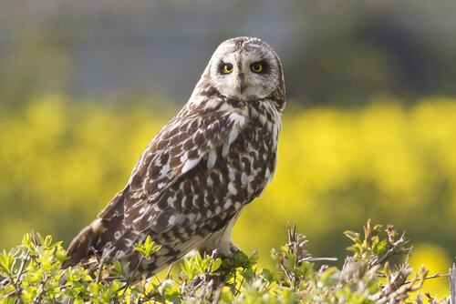 Lechuza campestre, una de las aves rapaces