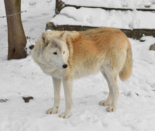 Lobo siberiano blanco