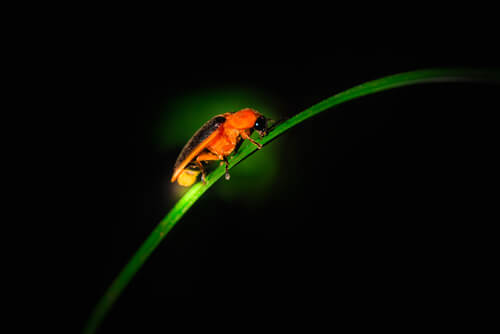Luciérnaga: bioluminiscencia