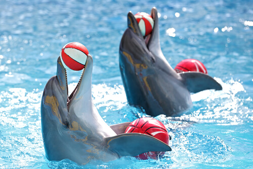 Cómo es el adiestramiento de los delfines