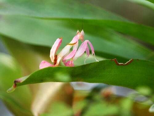 Mantis orquídea: hábitat