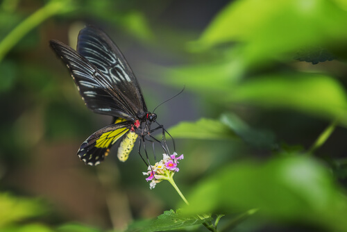 Mariposa alas de pájaro: características