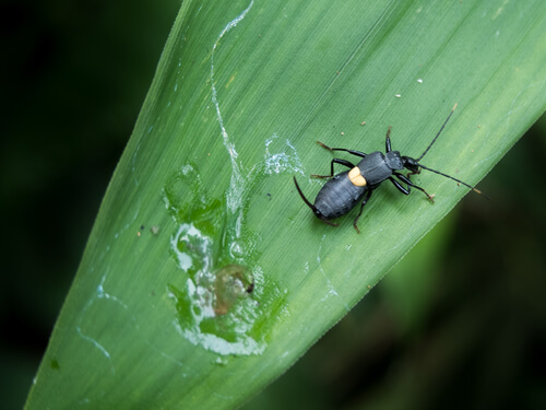 Metrius contractus