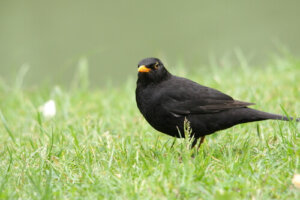 Características del mirlo