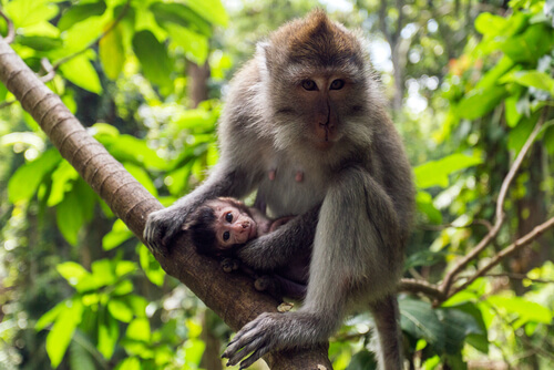 Mono macaco cangrejero: características