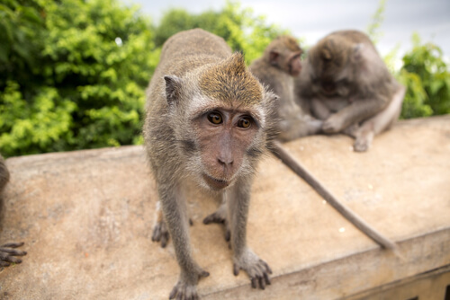 Mono macaco cangrejero: comportamiento
