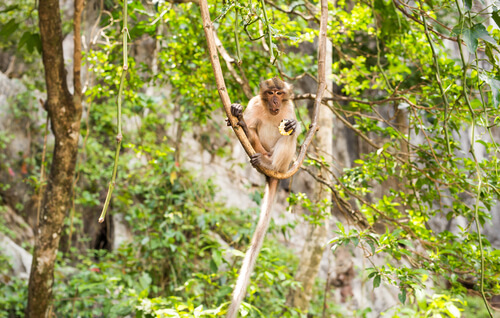 Mono macaco cangrejero: hábitat