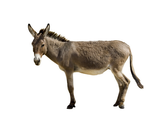 Mula: animal maltratado