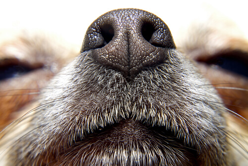 Los perros y el olfato: otra forma de ver el mundo