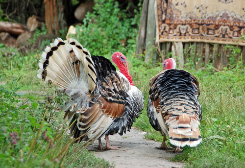 Origen del pavo doméstico