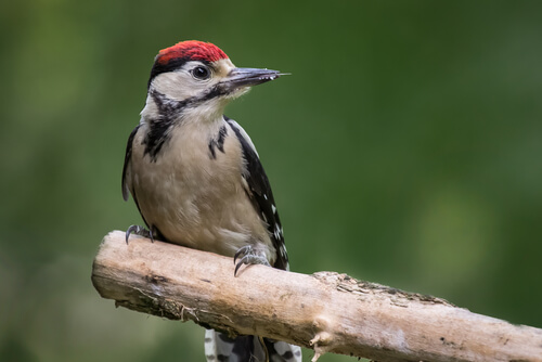 Pájaro carpintero: características generales