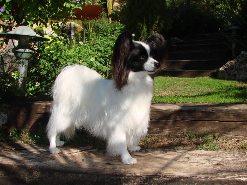 Papillon: comportamiento