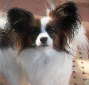 Papillon o spaniel continental enano de orejas rectas