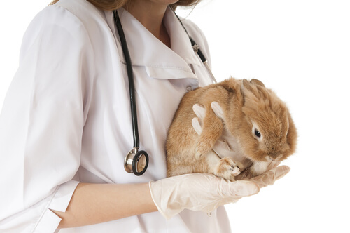 Parásitos internos en conejos