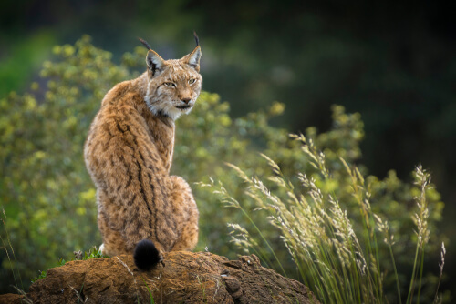 Los animales de la taiga — Mis animales