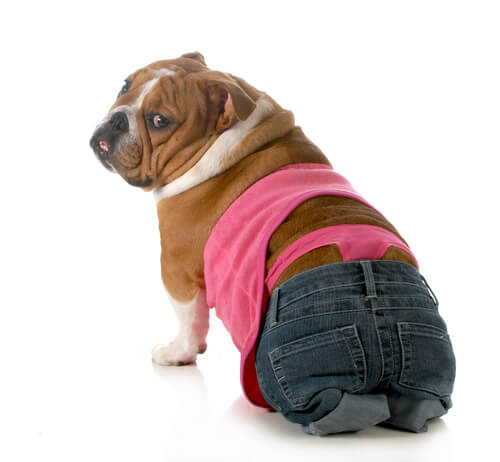 Pasear perra en celo