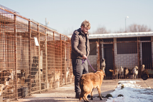 Pasear perros de la protectora