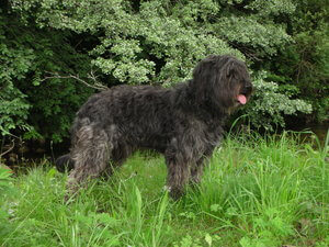 Pastor catalán: características