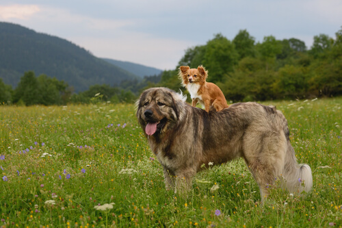 El pastor del Cáucaso, un gigante entre los perros