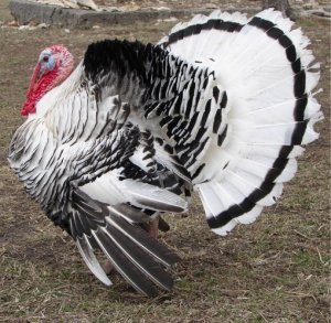 Qué tipos de pavo existen