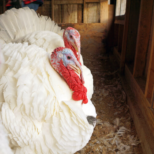 Pavo blanco de Beltsville