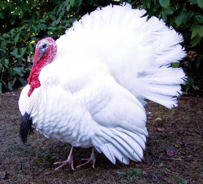 Pavo blanco de Holanda: características