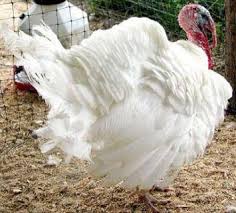 Pavo blanco gigante