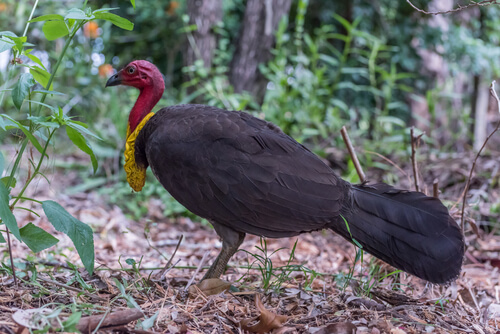 Pavo de matorral