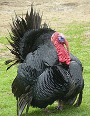 Pavo raza negra