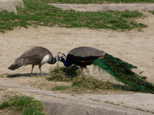 Pavo real: alimentación y hábitat
