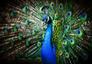 Pavo real: aprende todo sobre este majestuoso ave