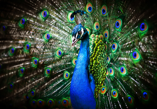 Pavo real: características