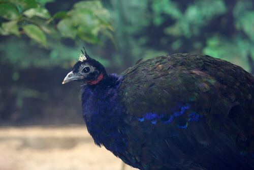 Pavo real del Congo