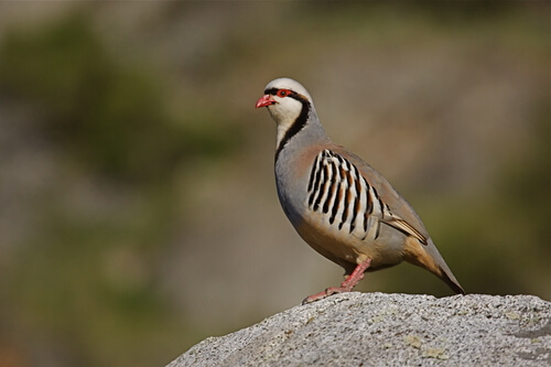 Perdiz chukar