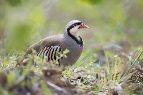 Perdiz griega: características