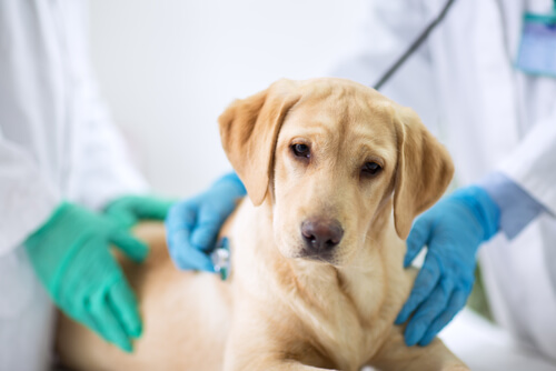 Golden Retriever puppy being checked by a vet
