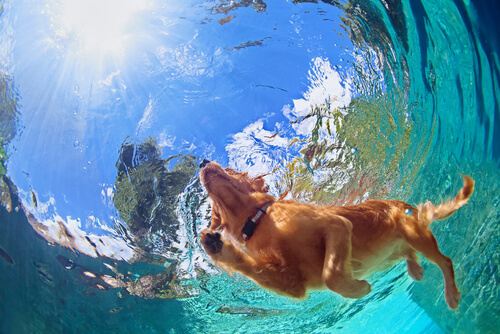 Perro bajo el agua