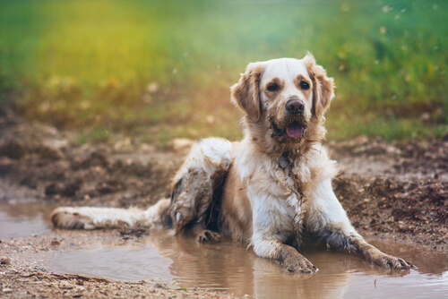 Cómo evitar ese molesto olor a perro mojado